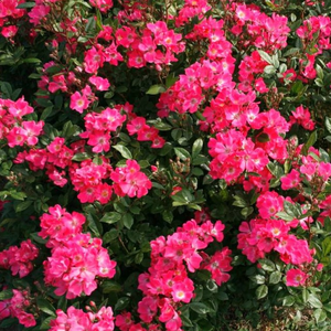 Яркая розовая - Миниатюрные розы лилипуты 